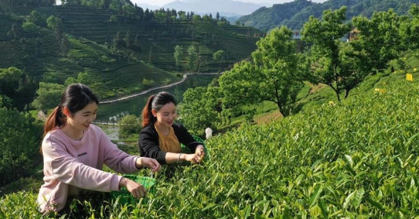 安徽六安茶谷景色美 -图6