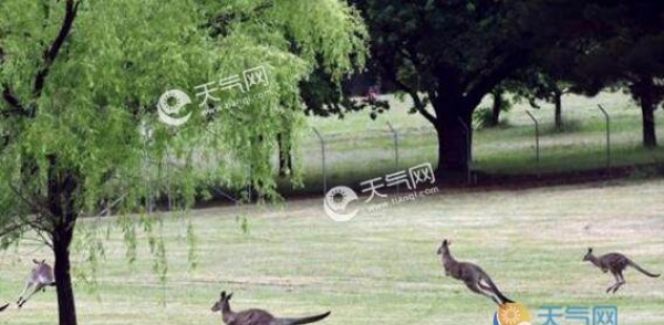 澳大利亚墨尔本持续干旱 部分袋鼠进城觅食伤人