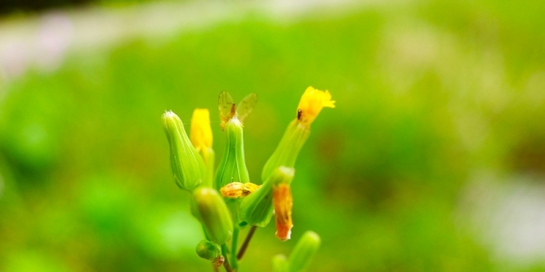 立夏到万物长 一组图展现生命的活力-图5