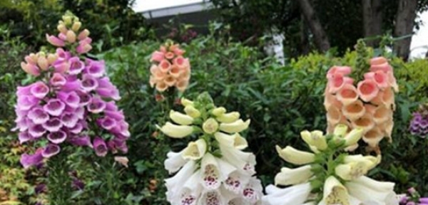 u=2535840091,2183226566&fm=173&app=49&f=JPEG_副本.jpg