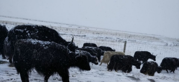 立夏飞雪  四川若尔盖迎来降雪降温天气-图3