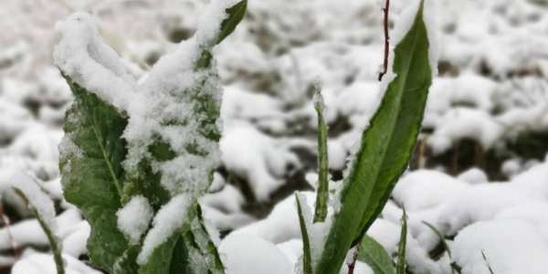 立夏飞雪  四川若尔盖迎来降雪降温天气-图4