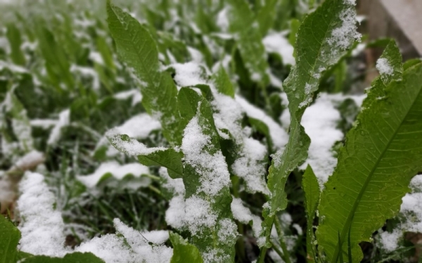 立夏时节 甘肃华家岭大雪纷飞-图2