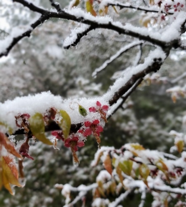 立夏时节 甘肃华家岭大雪纷飞-图7