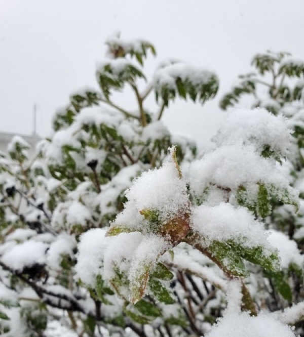 立夏时节 甘肃华家岭大雪纷飞-图8