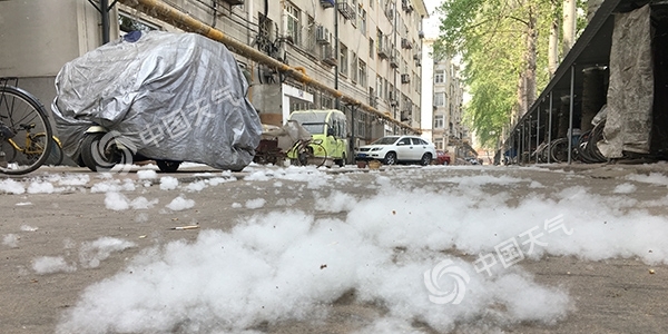 今起河北多地气温直升30℃ 杨柳絮飘飞加重