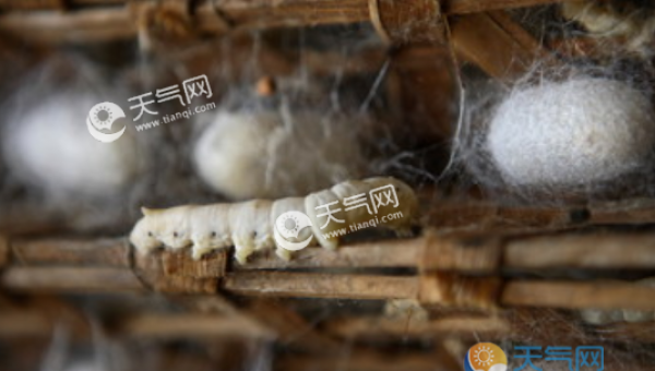 小满祭蚕习俗活动 小满祭蚕神的由来故事