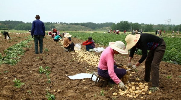 立夏时节 湖北随州黄心土豆大丰收-图4