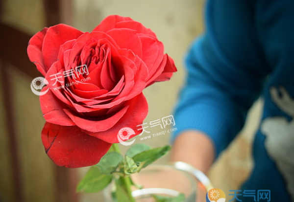 网络情人节是几号 2019网络情人节是五月多少号
