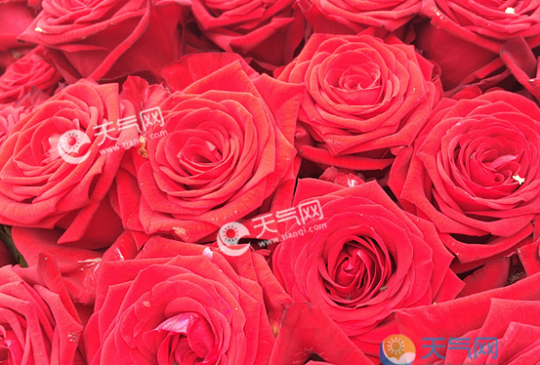 2019年520送什么花比较合适 520除了玫瑰还可以送这5种