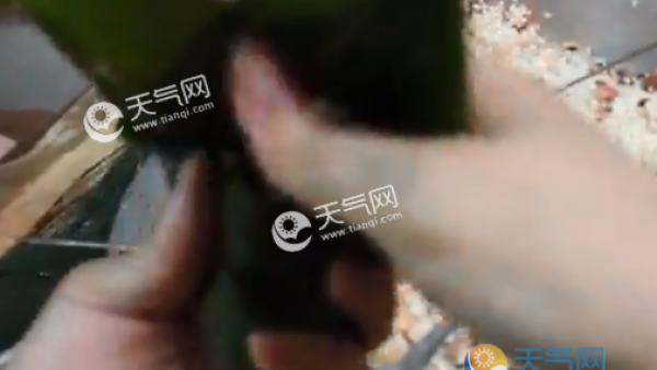 三角棕怎么折步骤图 最简单的三角粽子包法