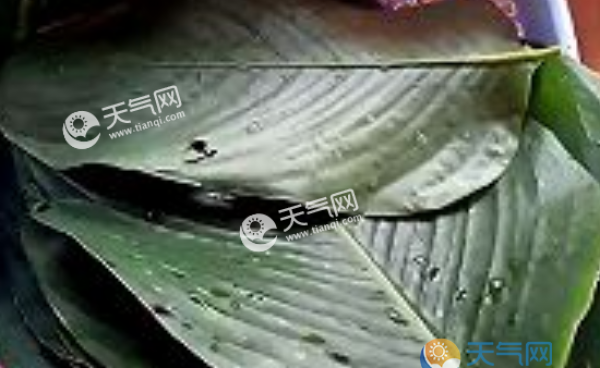 广西包粽子的叶子图片 广西大粽子选用粽叶图集