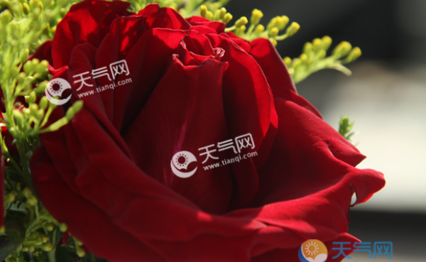 玫瑰花怎么处理不浪费 情人节收到的玫瑰花怎么利用