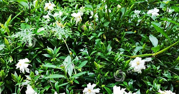 重庆5月日照时数创近22年最低值 致栀子花偏晚开花