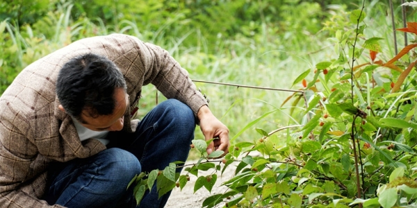 探寻贵州黎平那一抹难忘的童年野味-图4