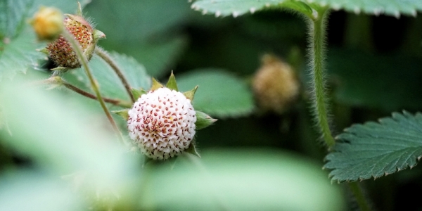 探寻贵州黎平那一抹难忘的童年野味-图6