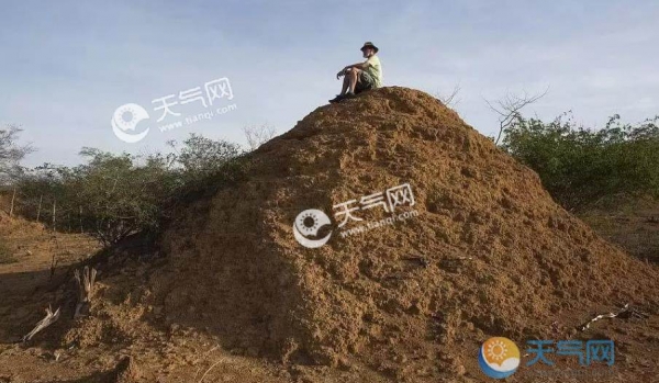 巴西东北部现神奇土堆 多达2亿个面积等同英国
