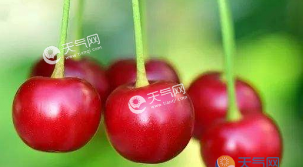 2019辽宁大连樱桃什么时候成熟？最全最新成熟期预报公布