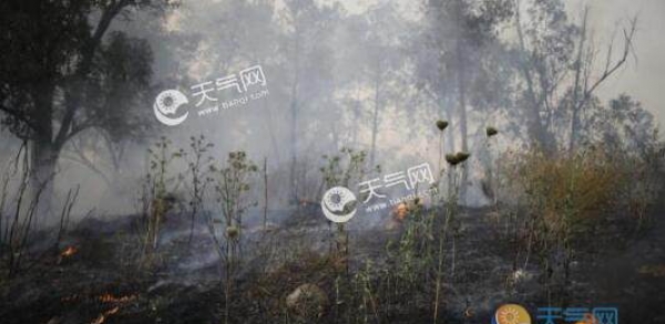 以色列局地爆发20多起山火 16所房屋烧毁3500人被疏散