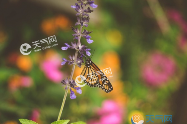 2019芒种节气祝福语 二十四节气之芒种祝福语