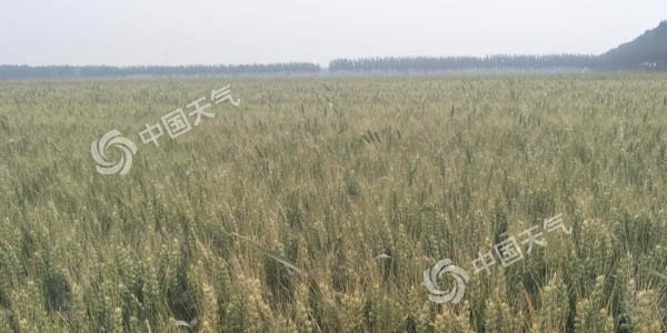 河北晴热天气利于小麦生长 周末石家庄冲击40℃