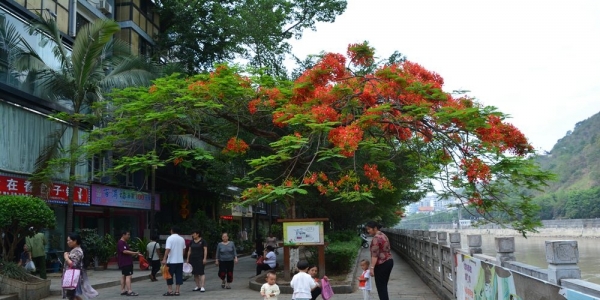 凤凰花开 怒江两岸换花海似火-新闻频道-日常天气网-图2