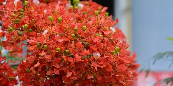 凤凰花开 怒江两岸换花海似火-新闻频道-日常天气网-图6