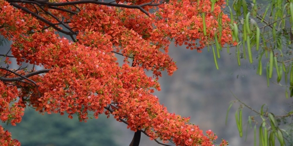 凤凰花开 怒江两岸换花海似火-新闻频道-日常天气网-图5