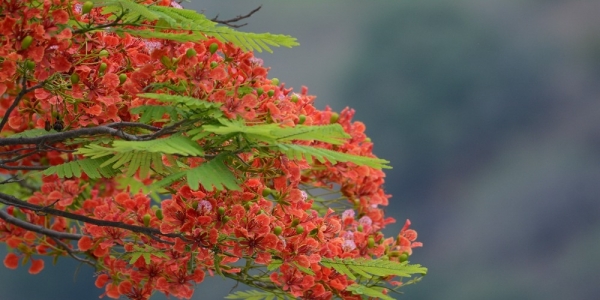 凤凰花开 怒江两岸换花海似火-新闻频道-日常天气网-图7