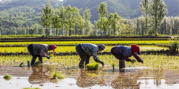 芒种忙着种 河北隆化天晴水稻插秧忙-图5