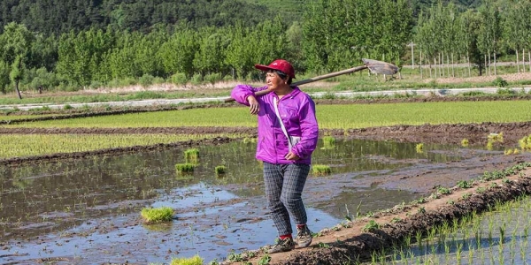 芒种忙着种 河北隆化天晴水稻插秧忙-图4