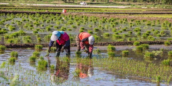 芒种忙着种 河北隆化天晴水稻插秧忙-图6