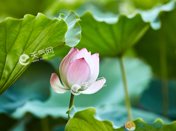 小暑大暑处暑是什么意思 小暑大暑处暑的区别是什么