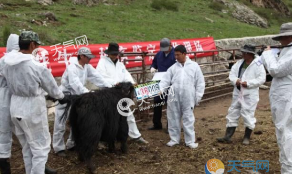 世界首个无角牦牛在中国诞生 性格温顺容易饲养不打架