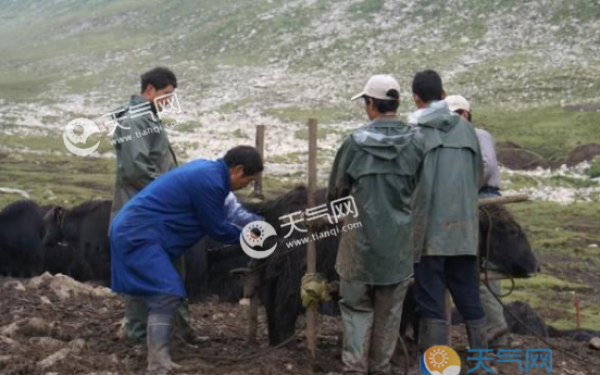 世界首个无角牦牛在中国诞生 性格温顺容易饲养不打架
