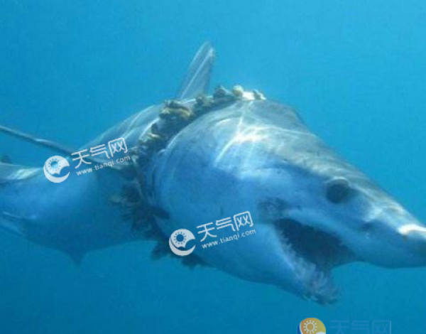 上千鲨鱼被塑料缠住是怎么回事？每年人类向海洋倾倒多少塑料垃圾？