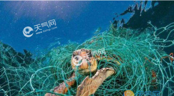 上千鲨鱼被塑料缠住是怎么回事？每年人类向海洋倾倒多少塑料垃圾？