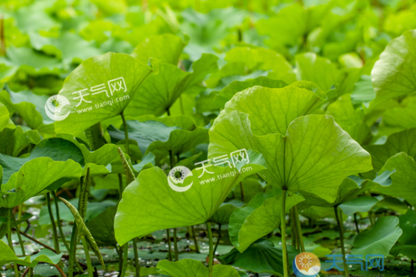 2019大暑节气图片大全 大暑节气宁静唯美景物图集