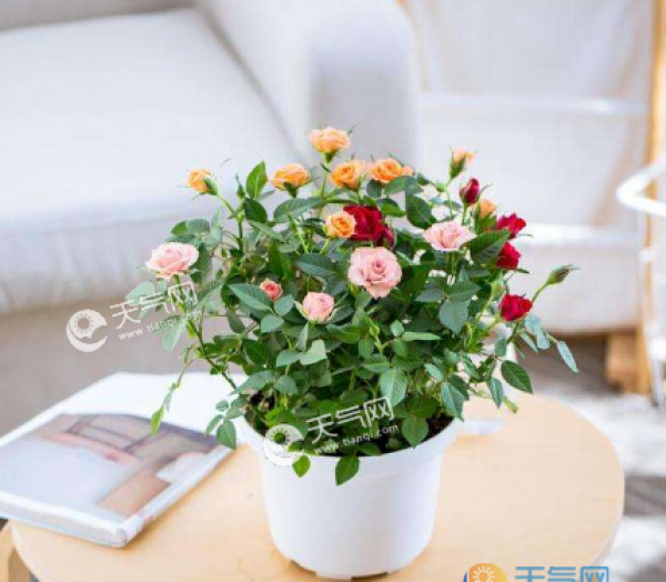 盆栽是什么垃圾 盆栽属于湿垃圾吗