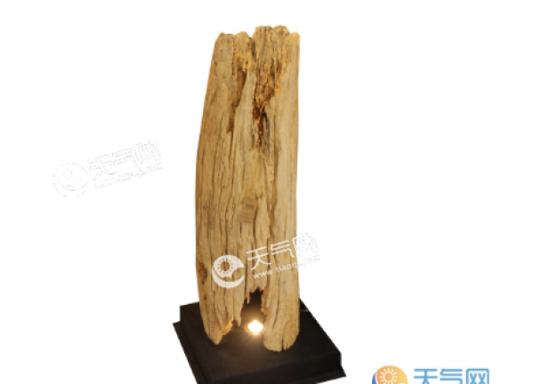 木头是什么垃圾 木头属于哪一类垃圾