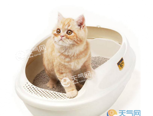猫砂属于哪一类垃圾 猫砂是什么垃圾