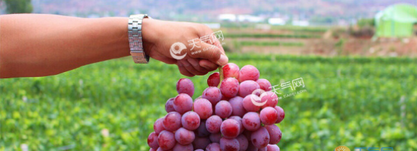 日本高级葡萄一串120万日元 等于你吃一颗葡萄就吃掉3200元人民币