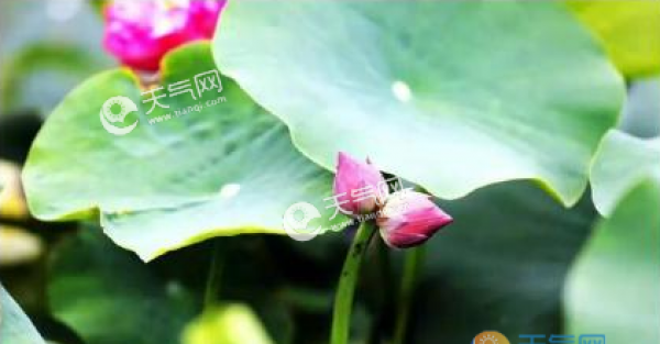 圆明园又现并蒂莲 什么是并蒂莲？并蒂莲象征什么？