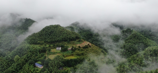 云雾缭绕如仙境 湖南平江县连云山雨后美景-图3