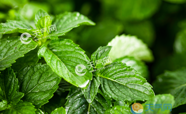 薄荷桂圆茶的功效与作用 薄荷桂圆泡水喝有什么好处