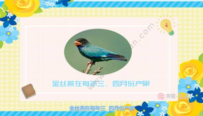 燕窝是怎么形成的  燕窝的形成方式