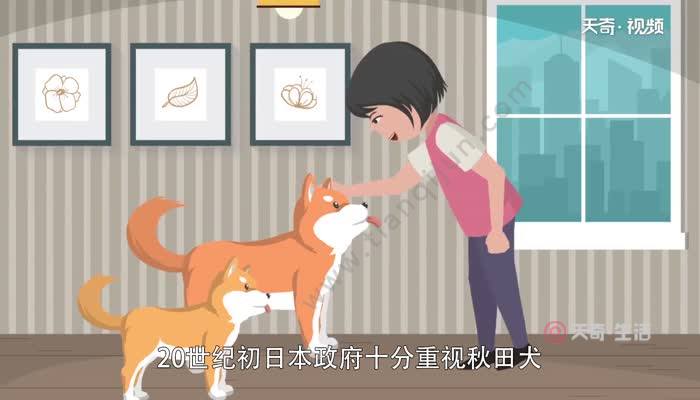 忠犬八公是什么狗 忠犬八公指的是什么犬