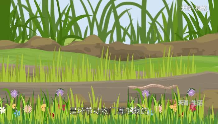 地龙是什么  什么是地龙