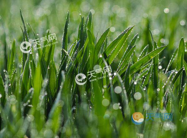 雨水农事活动：田间管理