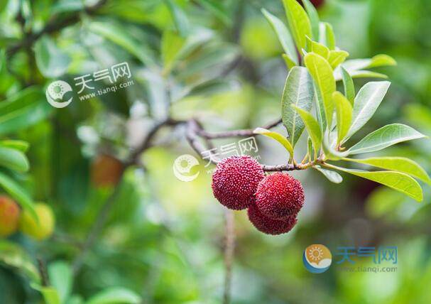 雨水农事活动：果树管理